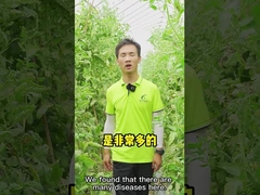 CY30 Bacillus Velezensis Bactericide Cure Tomaten-Chili-Anthracnose