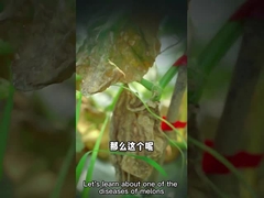 Mikrobenmittelstreptomyces enissocaesilis Bio-fungizid für das Töten von Untertageplagen