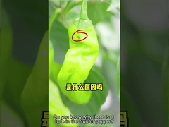 Effektives Insektenvertilgungsmittel HaNPV + Bazillus Thuringiensis der Bauernhof-Plage-weißen Fliege