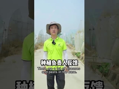 Organisches Schädlingsbekämpfungsmittel SeNPV-Gemüsegrün-biologische Gemüseinsektenvertilgungsmittel arbeiten Insekten-Mörder im Garten