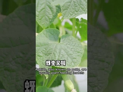 Blattläuse sind gegen ungiftige Schädlingsbekämpfungsmittel von Betriebsursprung effektiv