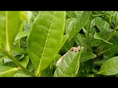 Tee-Geometriden-Schädlinge wirksames Agrar-Pestizid EoNPV.Bt