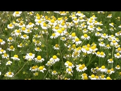 Natürliches Auszug-Pyrethrin-Ausgangsplage-Mörder-Insektenvertilgungsmittel 1,5% für Schaben-Moskito-Fliegen-Floh-Ameise