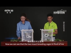 Vergleich von viralen und chemischen Pestiziden bei der Abtötung von Armee-getragenen Rüben