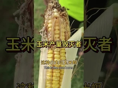 Mais Pestizide Tötungsmittel Maisbohr landwirtschaftliche Schädlinge Bacillus thuringiensis Metarhizium anisoplia