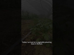 Die Larven der Rüben-Armee-Wurm fressen eine Vielzahl von Pflanzen, einschließlich Tomatenpflanzen.