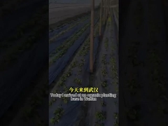 Breitspektraler antimykotischer Wirkstoff Wirkstoff CY30 fördert das Wachstum von Pflanzen Heilen Wurzelrauch