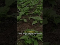 Hochwirksame biologische Insektizide Insektenvirus SeNPV und Bacillus Thuringiensis