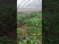 Bio-Pestizid China Xinjiang Baumwolle Chilli-Knospenwurm Schädlinge töten Chilli Helicoverpa Assulta