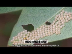 Biopestizid Sehr bekanntes Biopestizid ist HaNPV.Bt für Bollworm Für landwirtschaftliche Verwendung