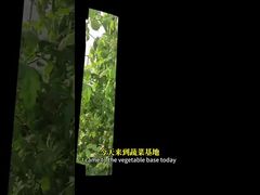 Die Bekämpfung der Weißen Fliege in Kreuzblütlern, Mais usw. durch biologische Kontrollmethoden