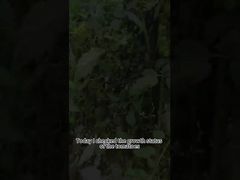 Biologisches Pestizid gegen Kraut- und Knollenfäule bei Tomaten. Biologische Bekämpfung der Kraut- und Knollenfäule bei Tomaten