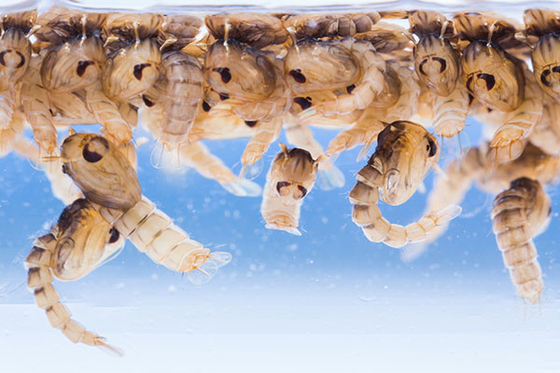 Useful Larvicide Bti Kills Mosquito Larvae No Adverse Effects On Mammals Fish Wildlife