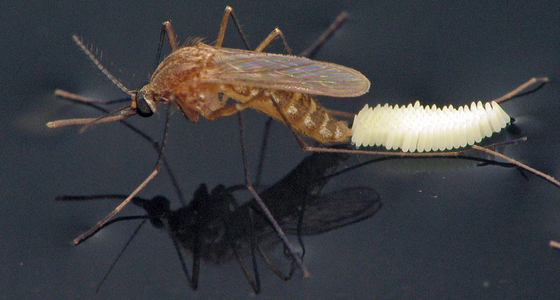 Wriggler Insecticide Mosquito Larvae Killer Yellow Powder 1200ITU/mg BTi Drains Ponds Water Features Use