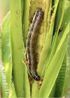 Pesticide AcNPV Agricultural Farm Insecticide Kill Pine caterpillar American White Moth pests