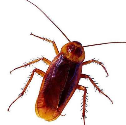 Systemic Insecticide Non Drug Cockroach Paste Tube Black Beetle Killing 