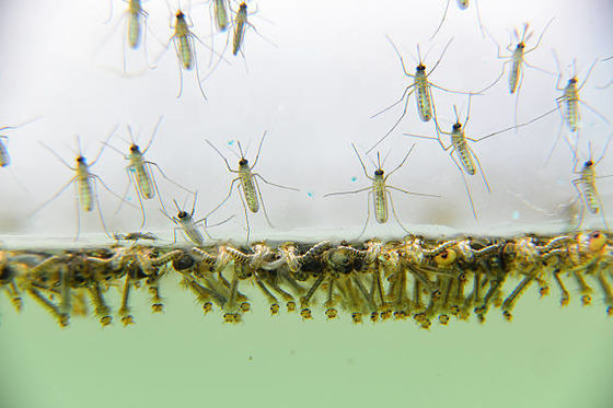 Mosquito Larvae Killer 1200ITU/mg BTi Kill Wiggler Roof Gutters Drains Ponds Water Features