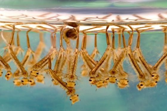 Mosquito Larvae Killer 1200ITU/mg BTi Kill Wiggler Roof Gutters Drains Ponds Water Features