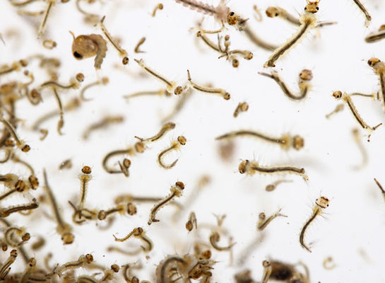 Insecticide Larvae Poison Anti Mosquitoes Powder Bacillus thuringiensis Bti