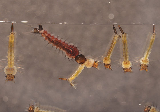 Biological Mosquito Larvae Killer with Mosquito Densovirus (MDV) and Bacillus thuringiensis subsp Israel (BTi) at 0.5-1ml/m2 Dosage
