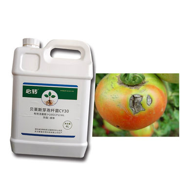 Various customized specifications Fungicide Bacillus Velezensis Improve Soil Microbial Flor CY30