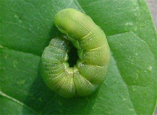 Organic certification insecticide excellent control of beet armyworm vegetable crop pests management