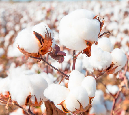 Cotton Organic Pesticide Without Chemical Residue Control Cotton Pepper Pests Oriental Tobacco Budworm