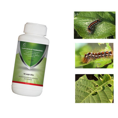 Organic Pesticide Kill Tea Geometrid Fly Effective Sustainable Solution