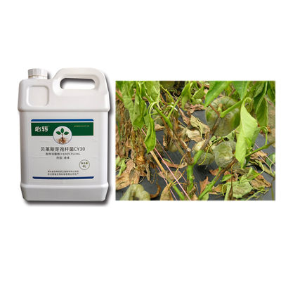 Prevent Leaf Mildew Wilt Fusarium Microbial Fertilizer CY30 Leaf Spray Large Fruit Hanging  