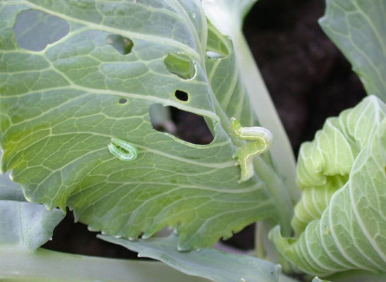 Natural Insect Viral Pesticide SeNPV Bt Kill Brassicaceous Vegetable Spodoptera Exigua NPV Biopesticide