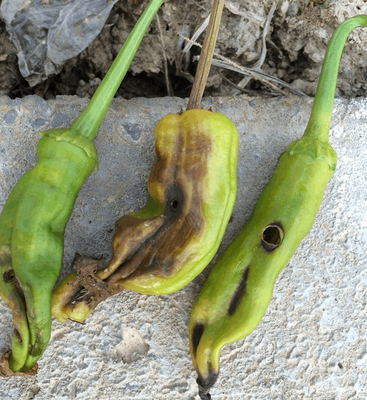 Significant aftereffect organic cotton pesticide North America African Columbia Peru Customer