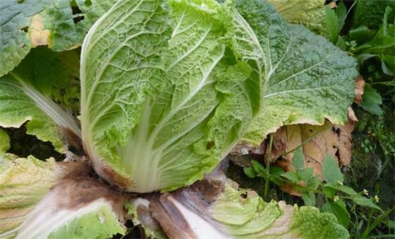 Broad-spectrum Fungicide Kasugamycin Soluble Concentrate Rice Blast Controlling