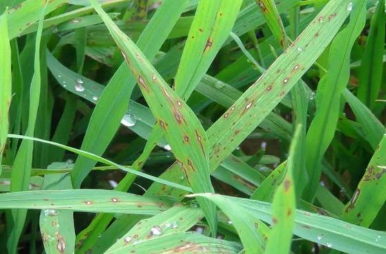 Control Rice Leaf Blast Fungicide 6% Kasugamycin SC  Apply Early Stage of Disease 