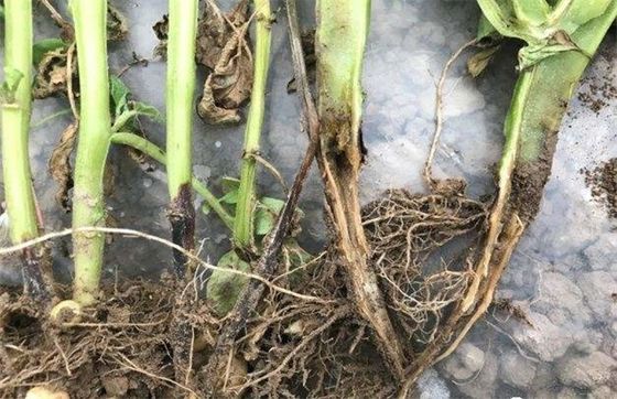 Quick Effect Agrochemical fungicide 6% Kasugamycin rice paddy crop disease 