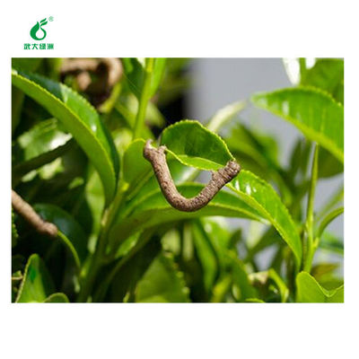 Tea geometrid killer pesticide EoNPV Bt Long-term effect harmless to human animals