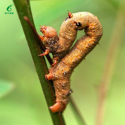 Tea pests raise virus extract bio pesticide manufacturer EoNPV Bt protect nature enemies 