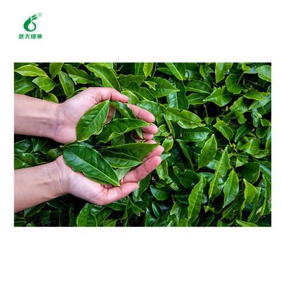 Organic tea safe insecticide EoNPV bacillus thuringiensis for tea geometrid killing 